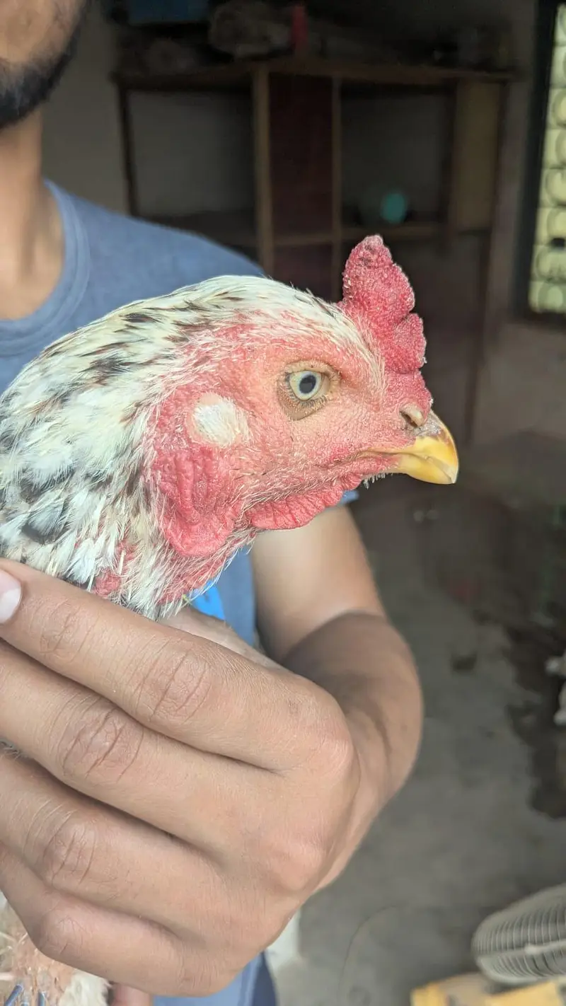 Assel Sindhi urgent sale — photo 6