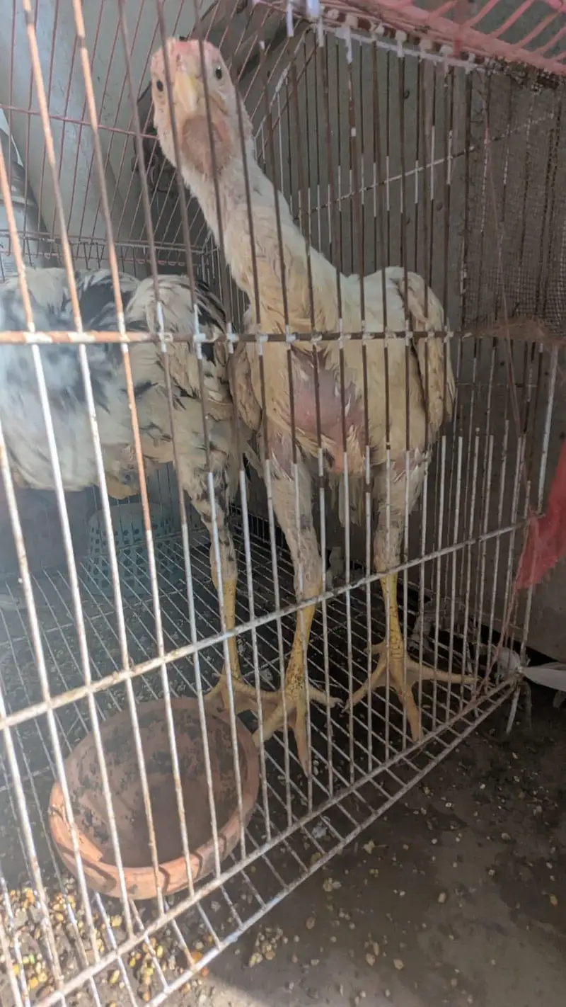 Assel Sindhi urgent sale — photo 7