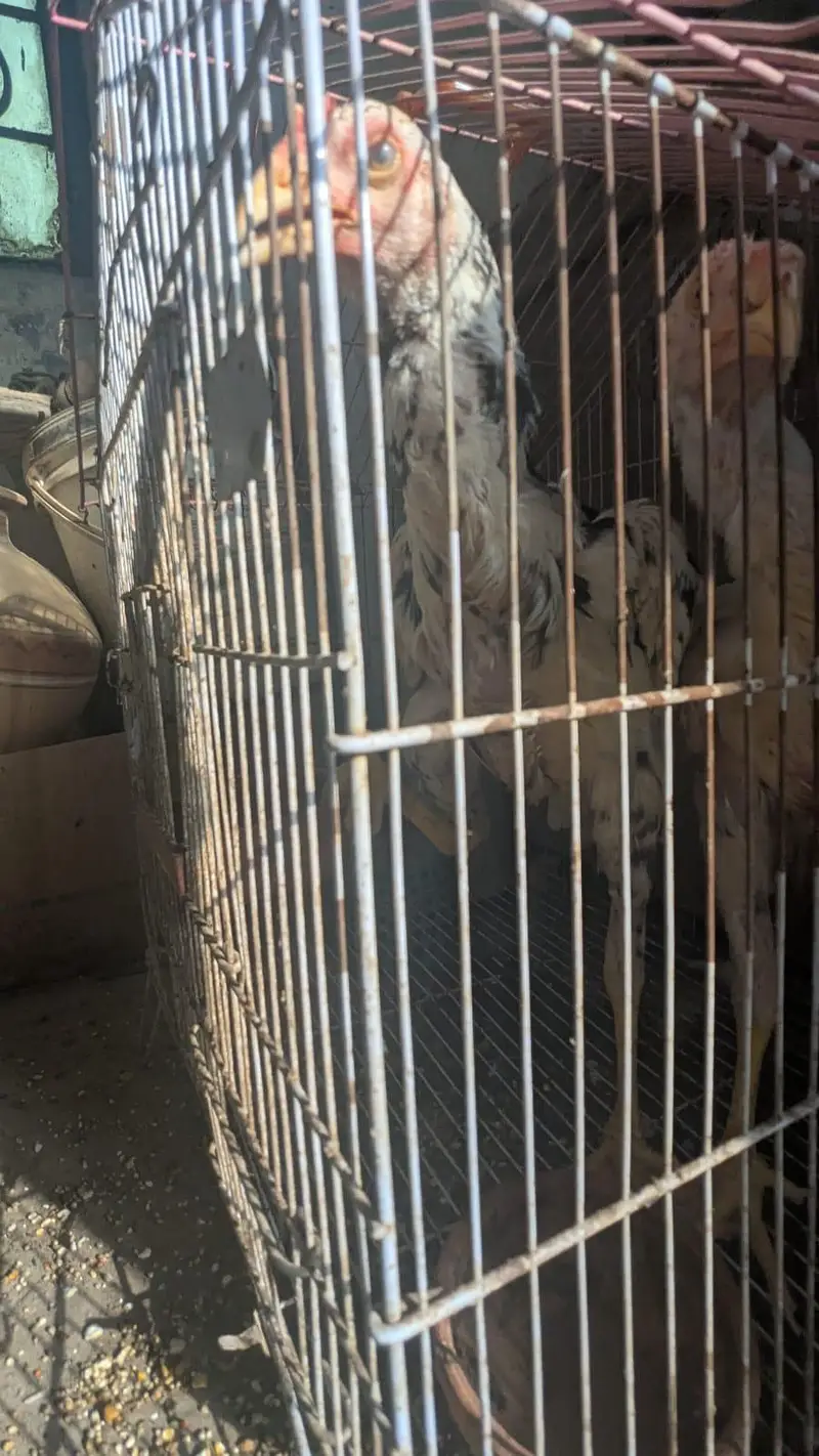 Assel Sindhi urgent sale — photo 8