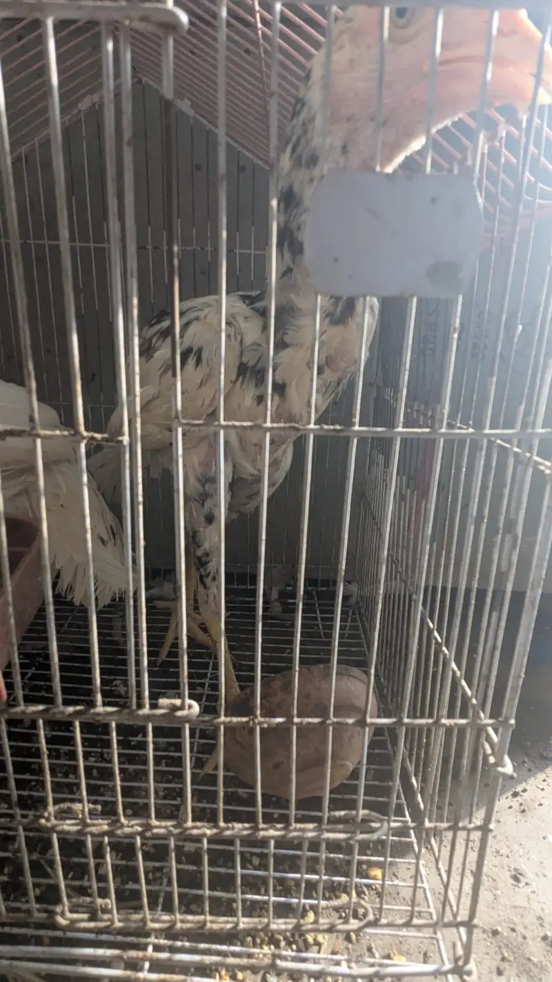 Assel Sindhi urgent sale — photo 9