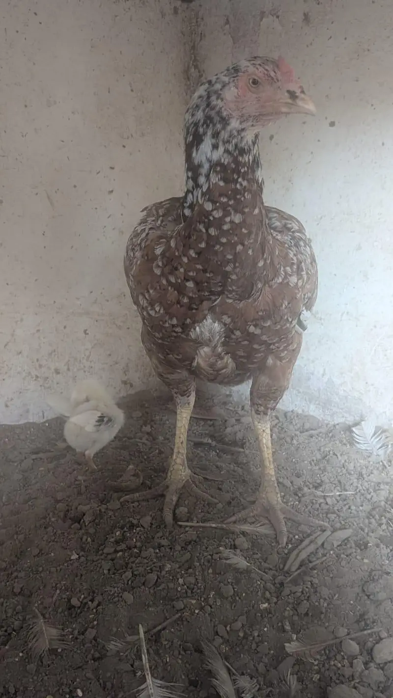 Assel Sindhi urgent sale — photo 10