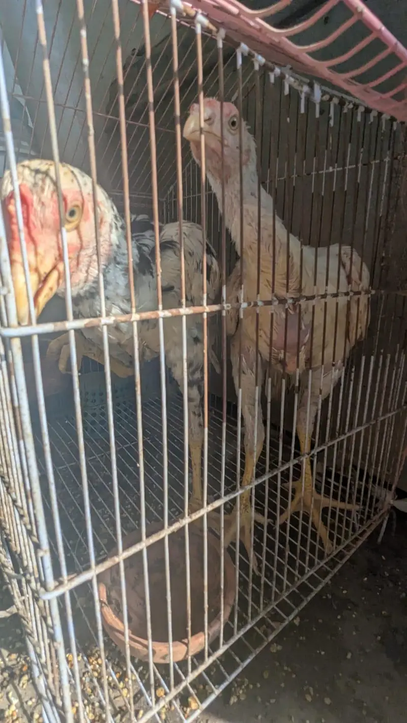 Assel Sindhi urgent sale — photo 11