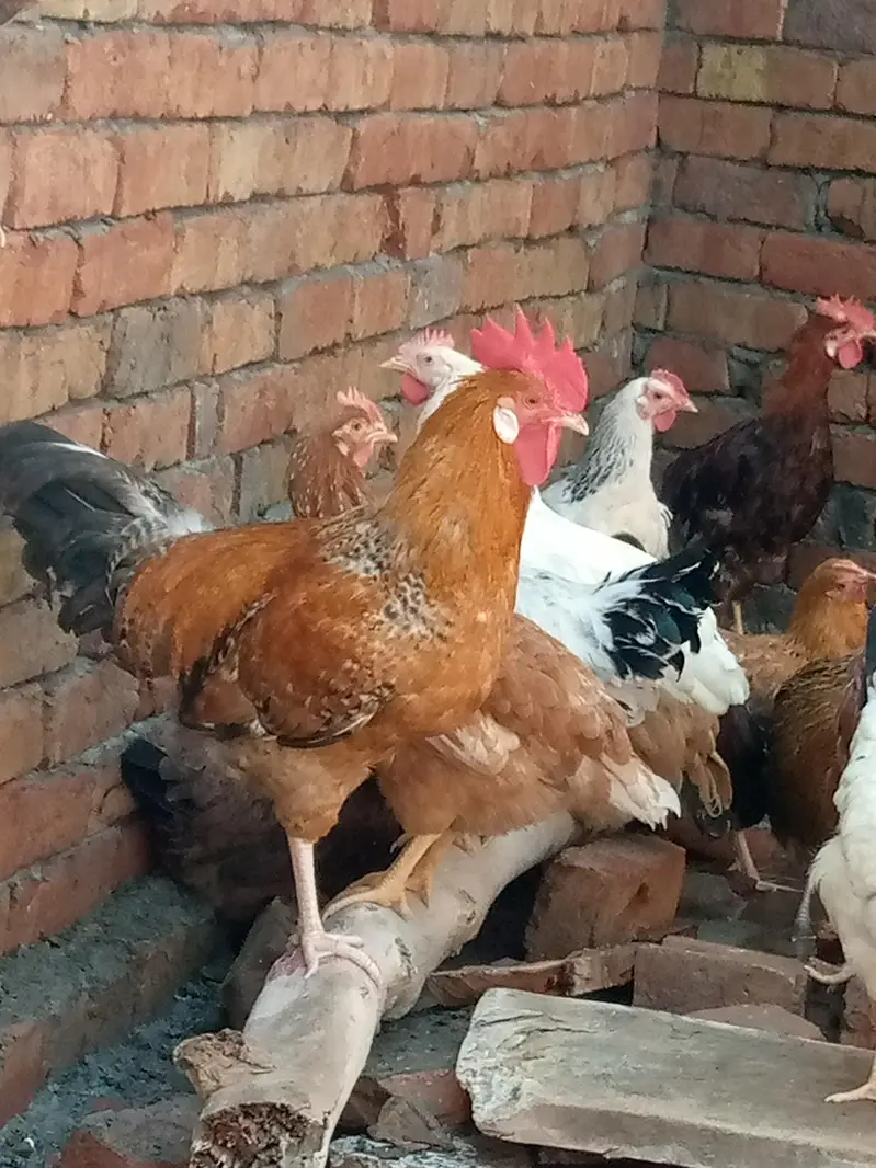 Golden Desi Murghy — photo 4