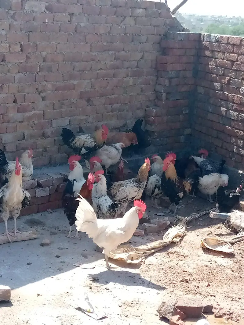 Golden Desi Murghy — photo 5