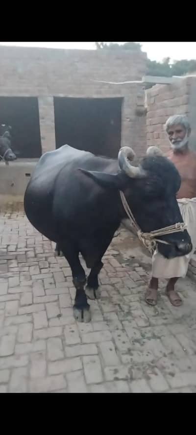 bhains 4swa tyaar hy ghar ki bhains hy