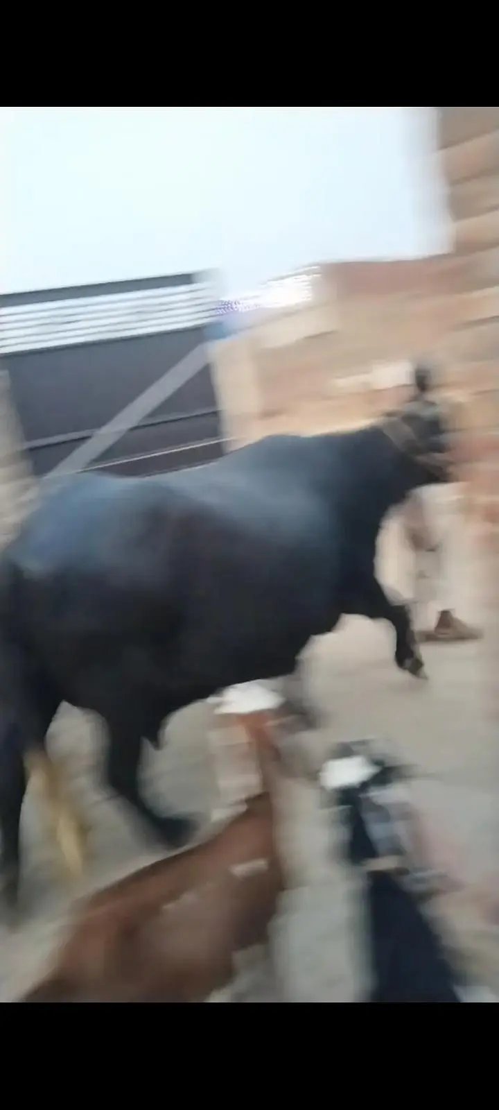 bhains 4swa tyaar hy ghar ki bhains hy call03461398185 — photo 2