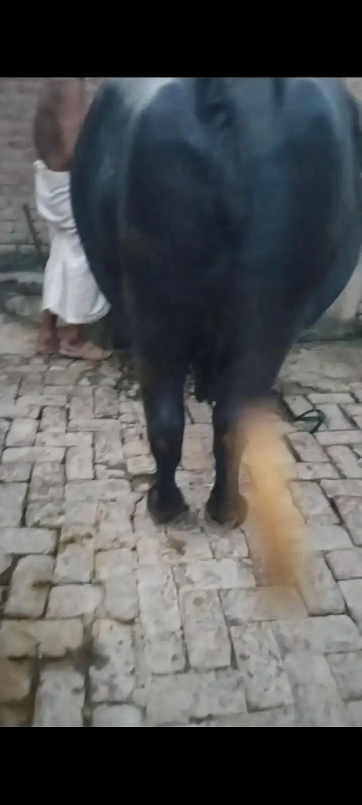 bhains 4swa tyaar hy ghar ki bhains hy call03461398185 — photo 3
