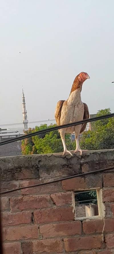 pure aseel hen