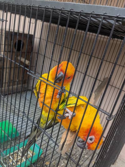 Sun Conure Pair for Sale  | Confirmed Pair | 65,000 PKR