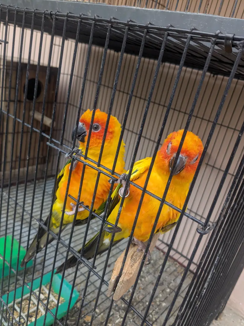 Sun Conure Pair for Sale  | Confirmed Pair | 65,000 PKR — photo 2