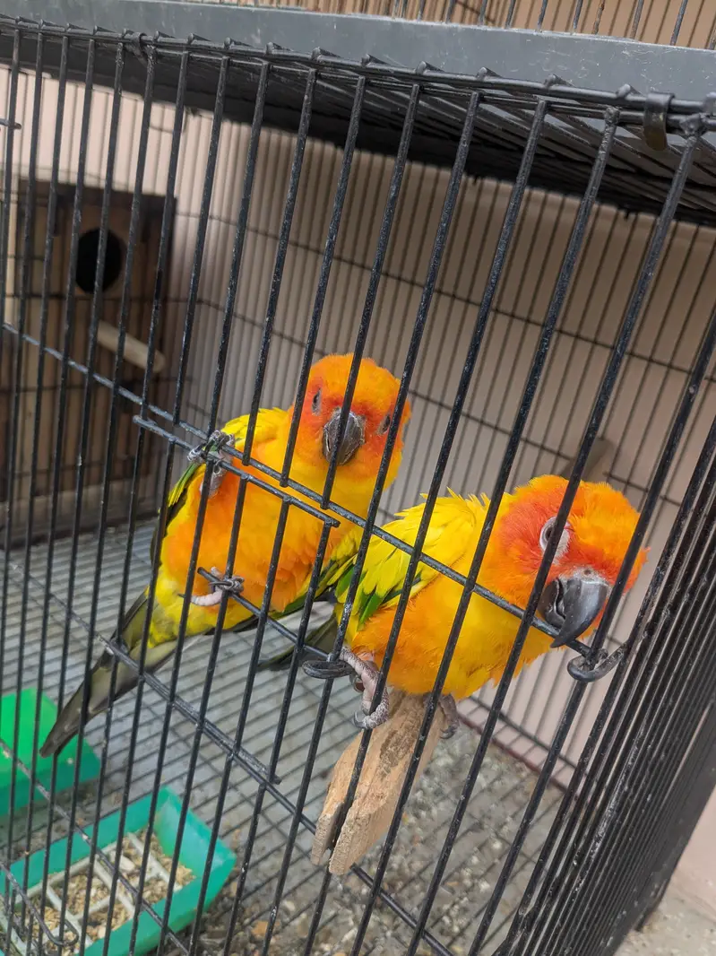 Sun Conure Pair for Sale  | Confirmed Pair | 65,000 PKR — photo 3