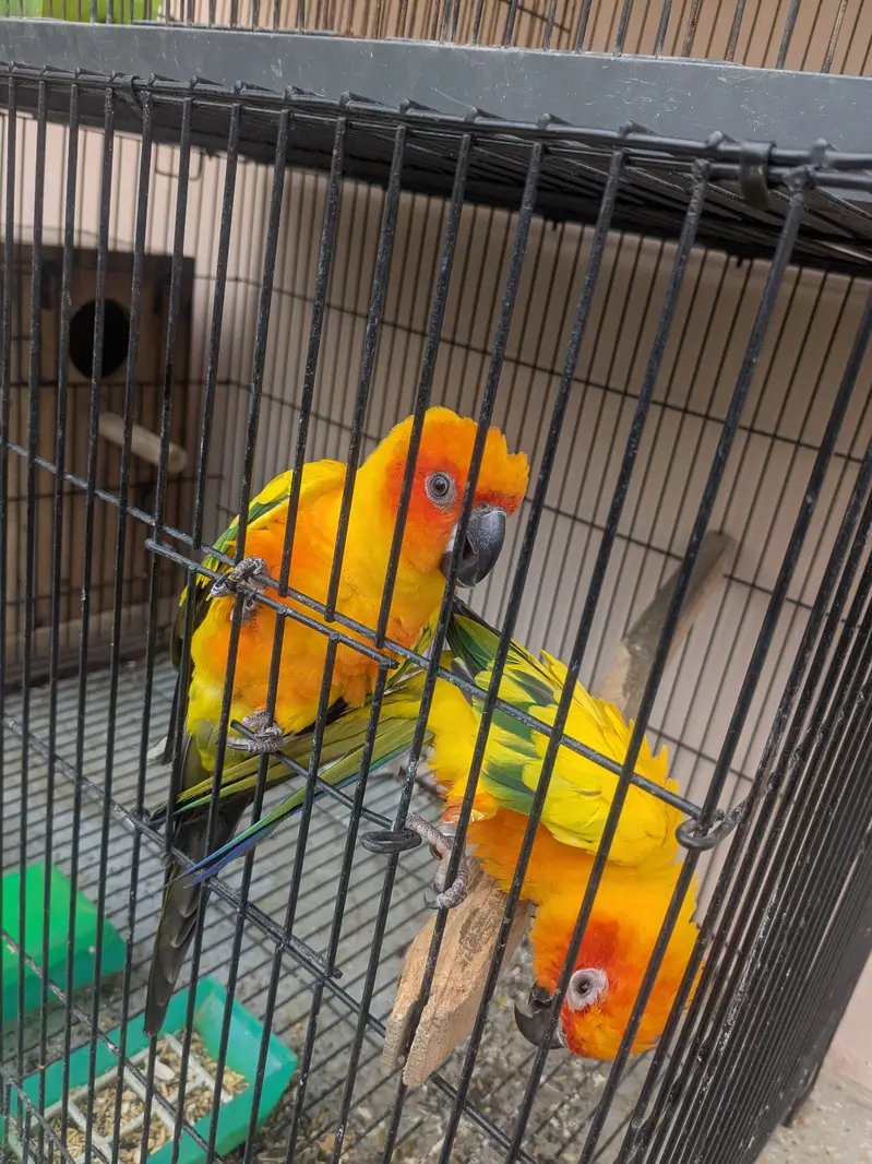 Sun Conure Pair for Sale  | Confirmed Pair | 65,000 PKR — photo 4