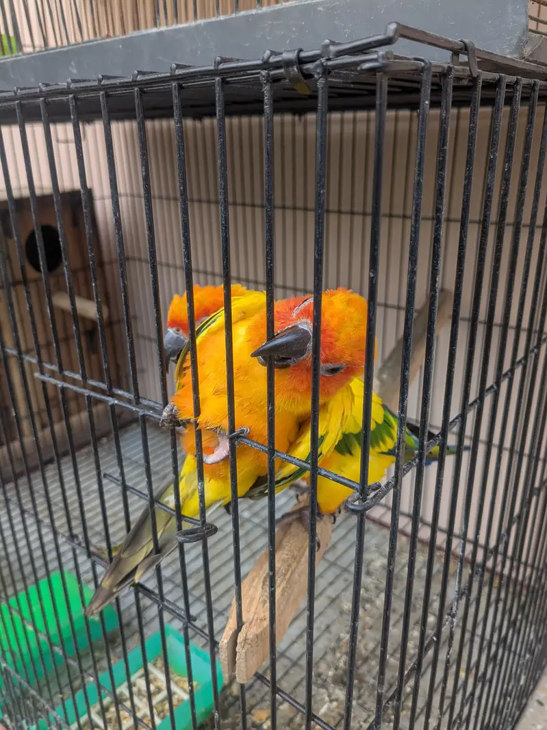 Sun Conure Pair for Sale  | Confirmed Pair | 65,000 PKR — photo 5