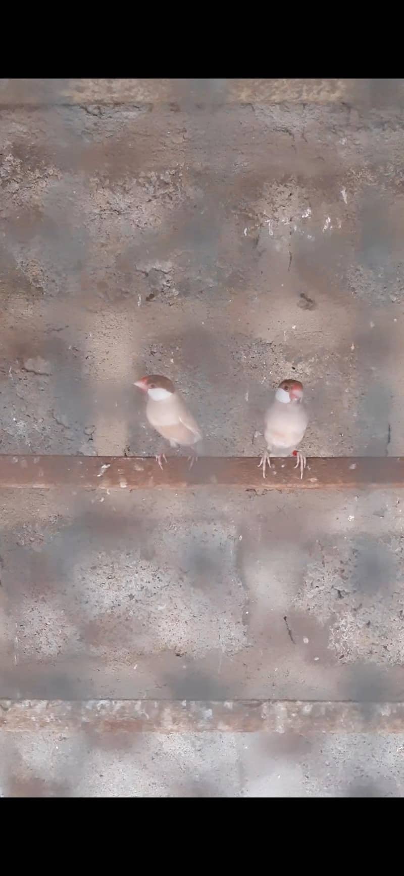 fawn java breeder pair 5