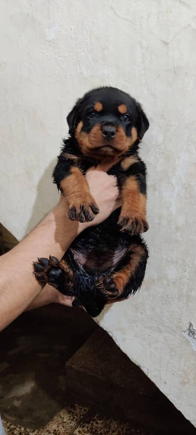 rottweiler puppy