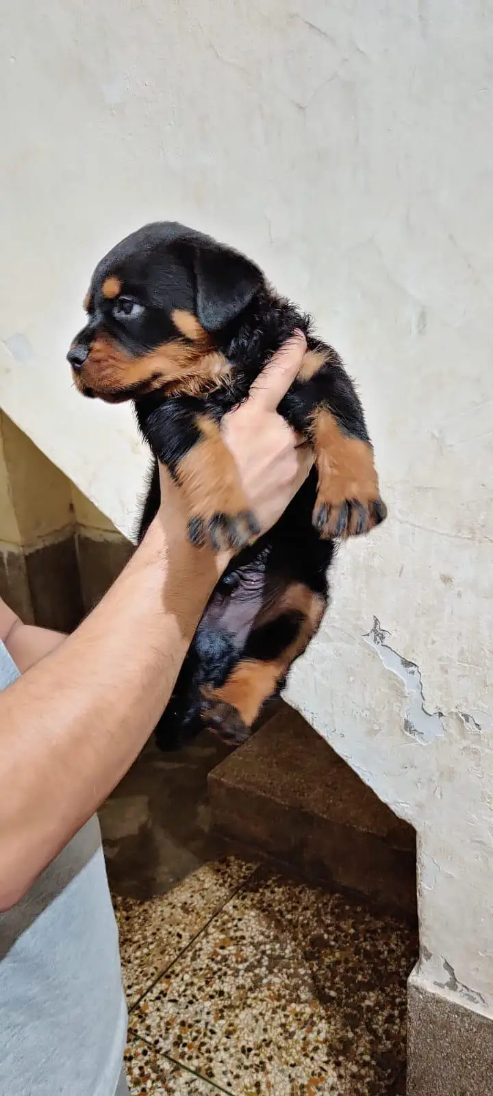 rottweiler puppy — photo 2