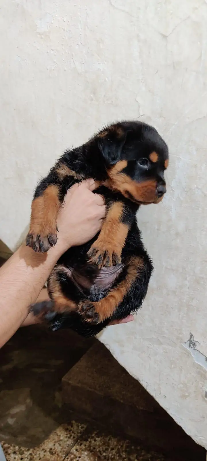 rottweiler puppy — photo 3