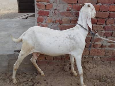 Rajan pori bakri urgent for sale