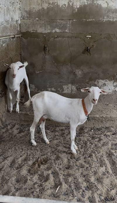 Teddy Bakri with male kid