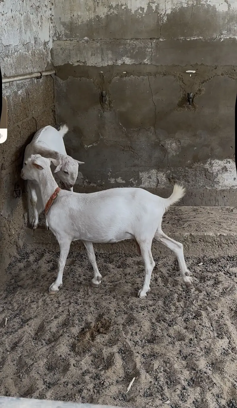 Teddy Bakri with male kid — photo 5