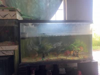 fish full set for sale