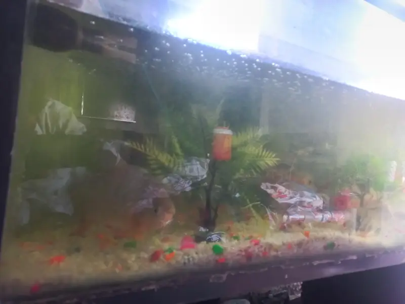 fish full set for sale — photo 2