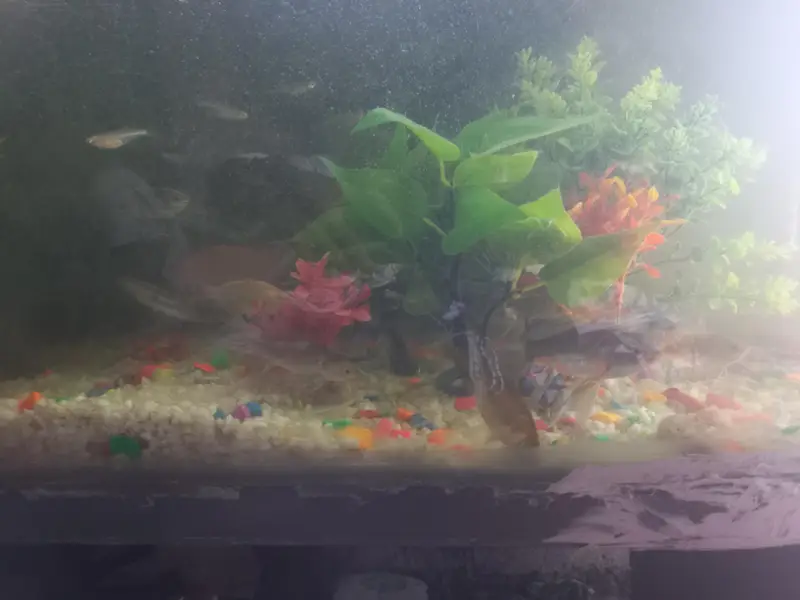 fish full set for sale — photo 3