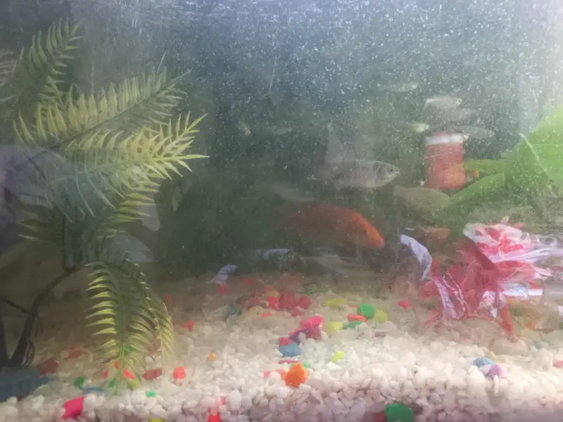 fish full set for sale — photo 4
