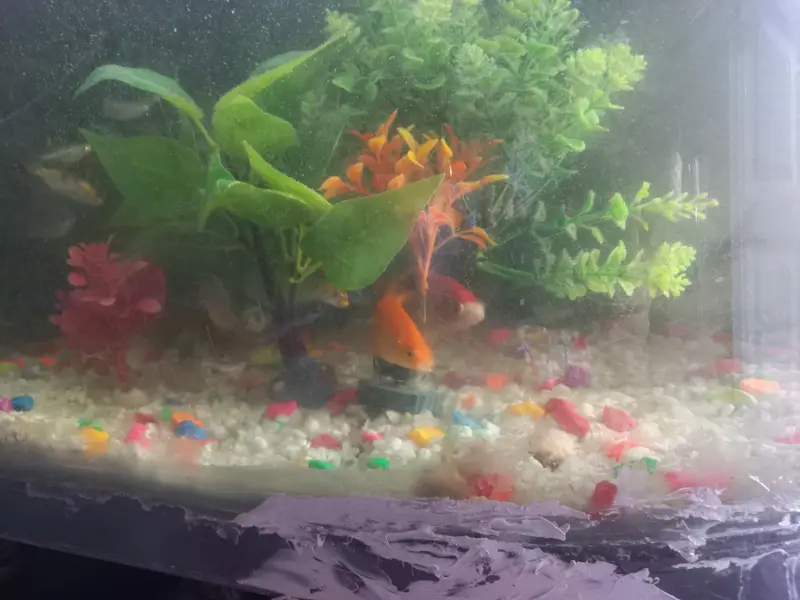 fish full set for sale — photo 5