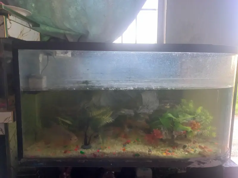 fish full set for sale — photo 6