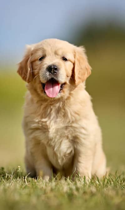 Golden retriever puppies 0330*540611*five