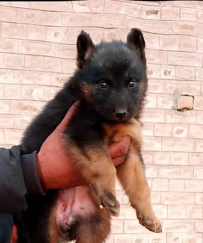 German Shepherd female long coat for sale
