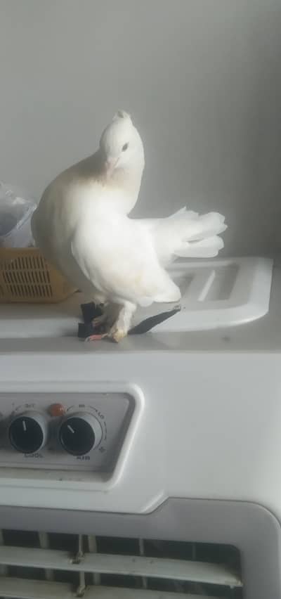 English fantail white pair
