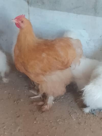 Fresh breeder near to egg laying