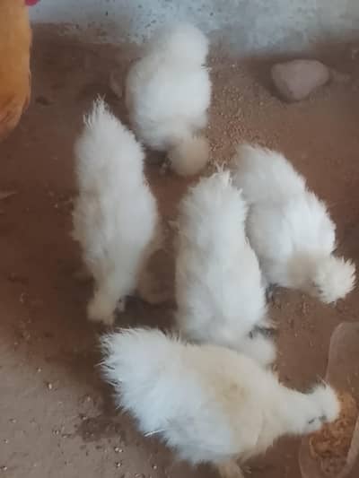 Fresh breeder near to egg laying