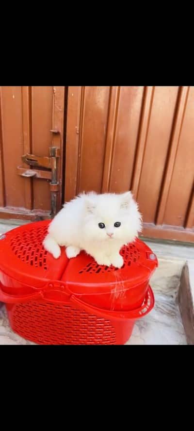 persian cat for sale