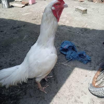 white heera