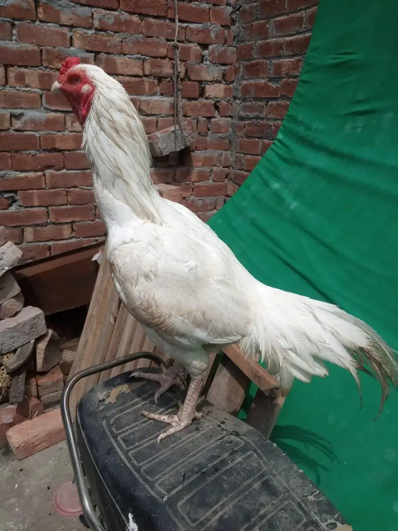 white heera — photo 2