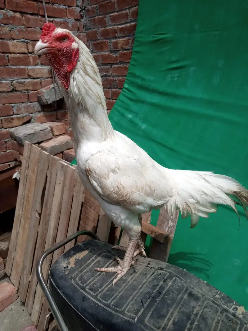 white heera — photo 3