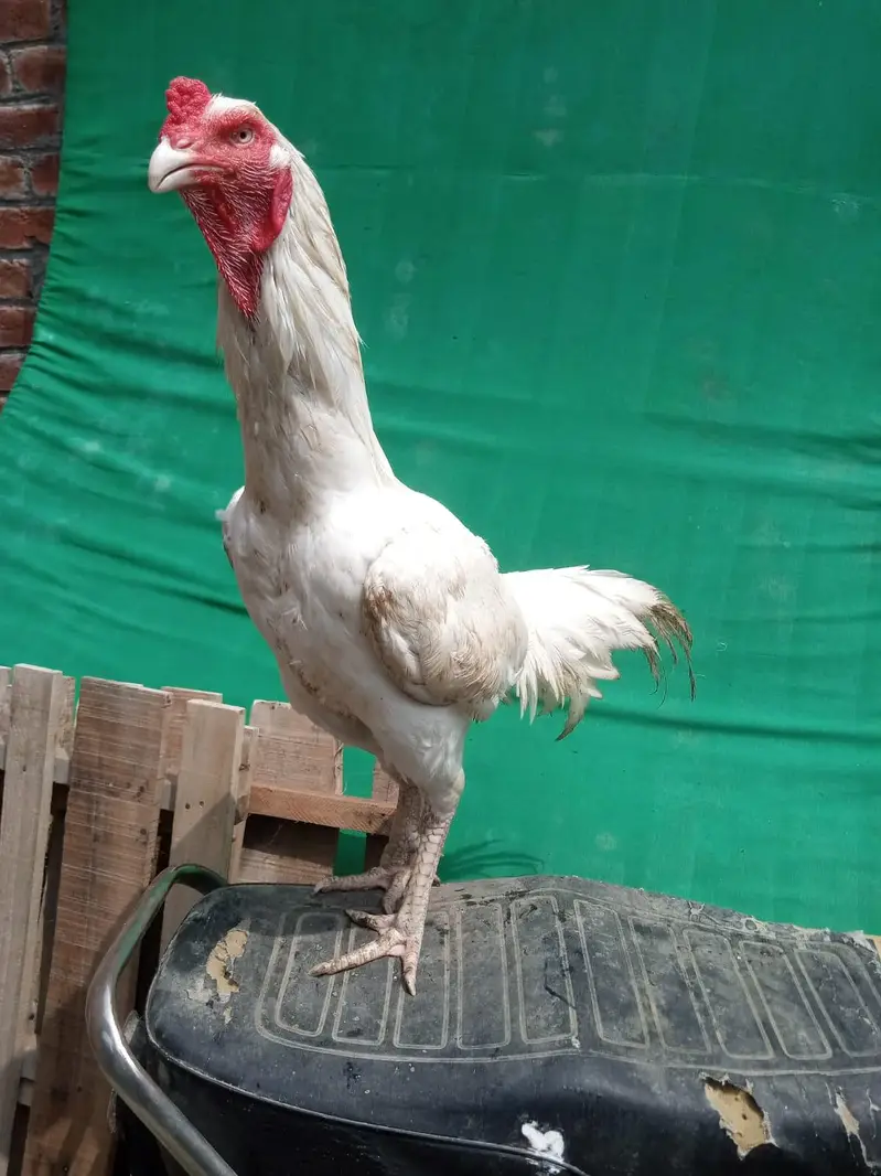 white heera — photo 4