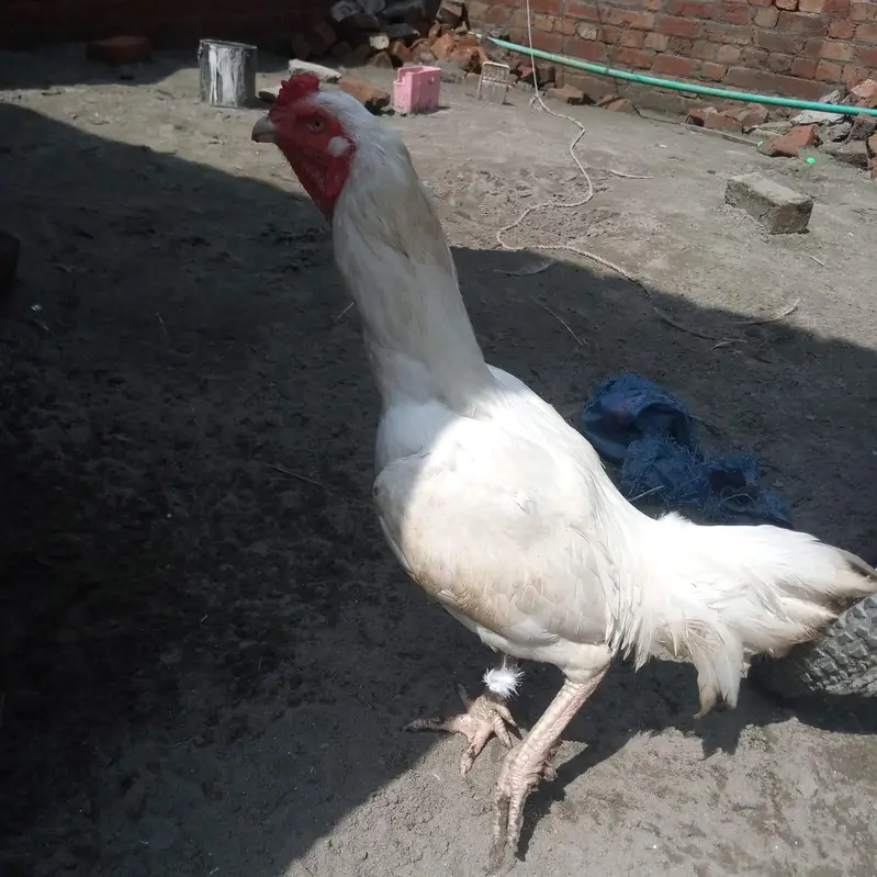 white heera — photo 5