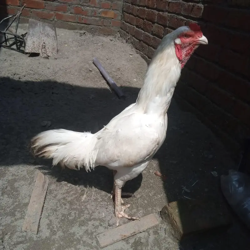 white heera — photo 6