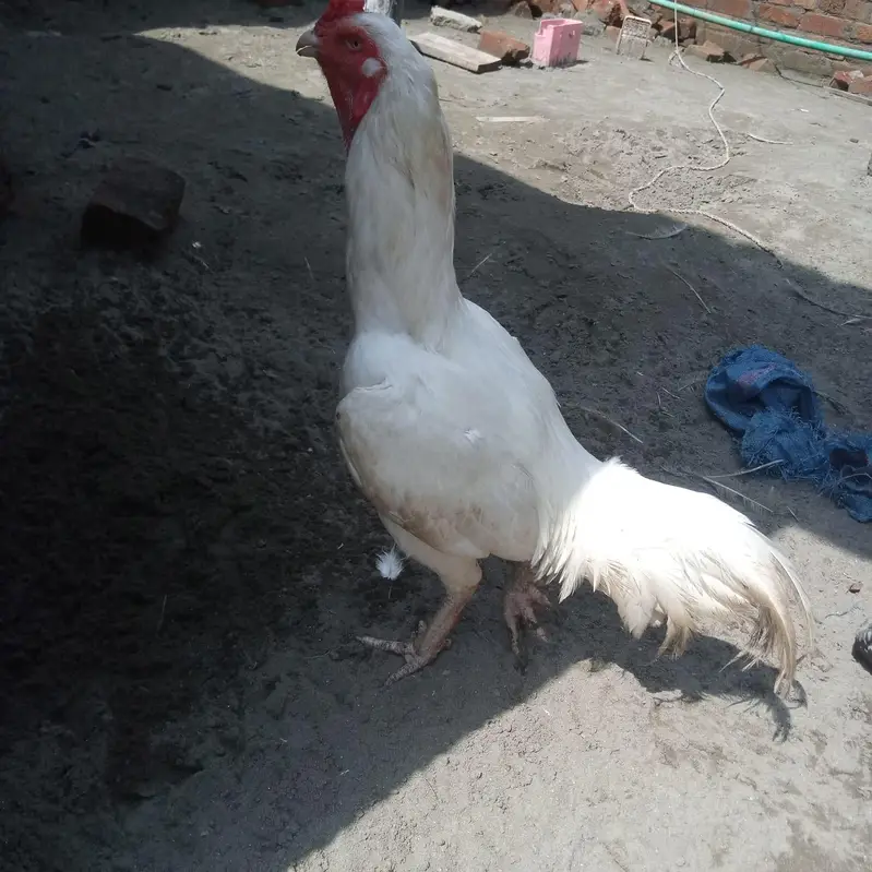 white heera — photo 7