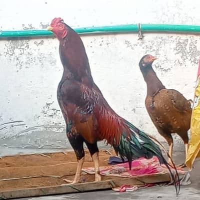 Beautiful Pure Lakha Rooster Healthy Bird
