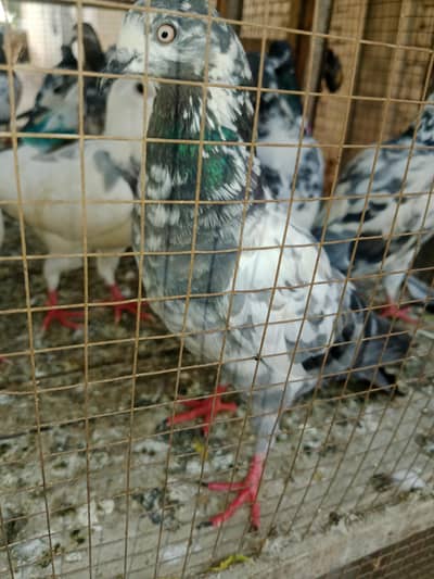 for sale bht achy kabutar han