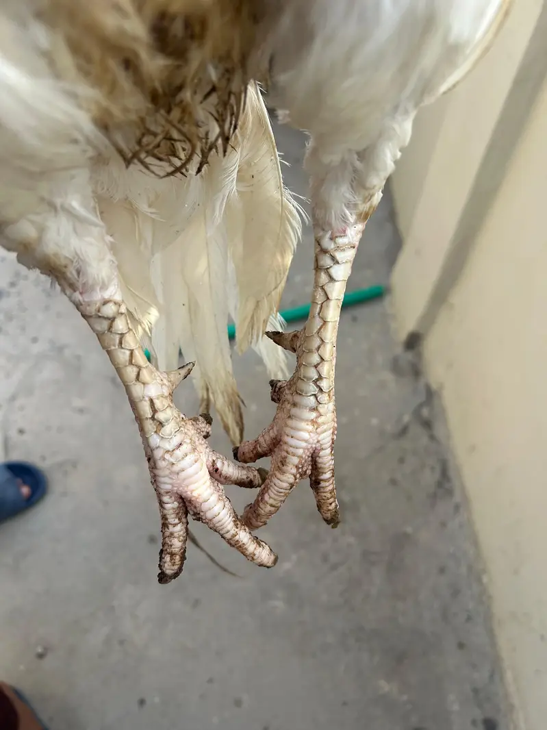 heera aseel murga — photo 2