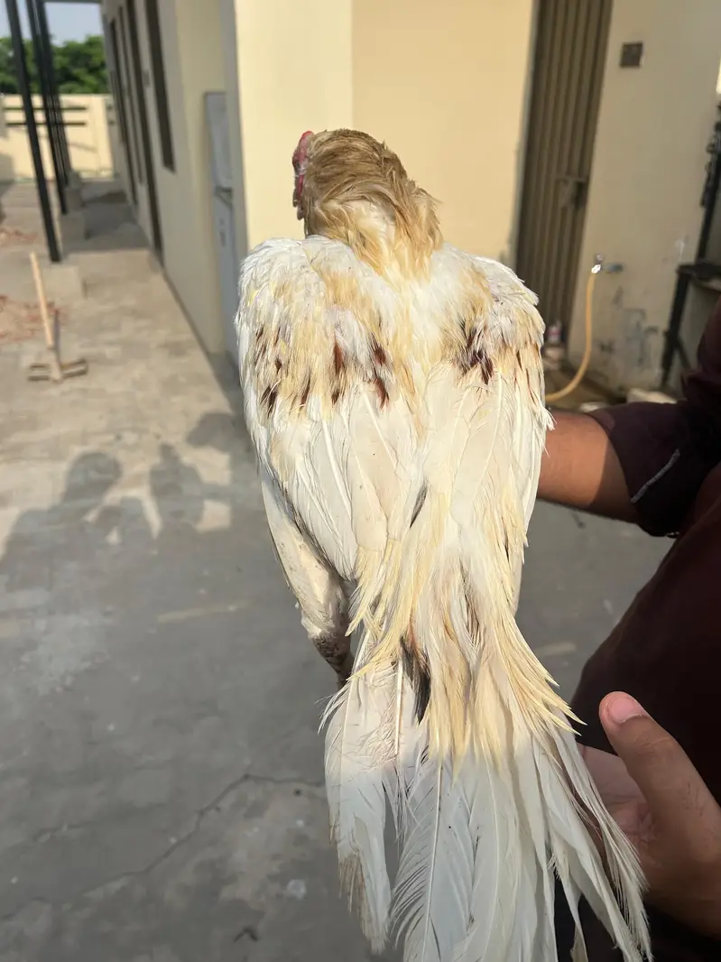 heera aseel murga — photo 3