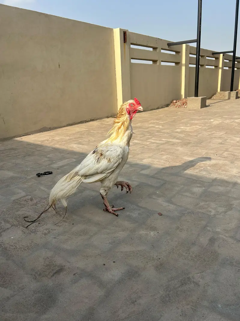 heera aseel murga — photo 4