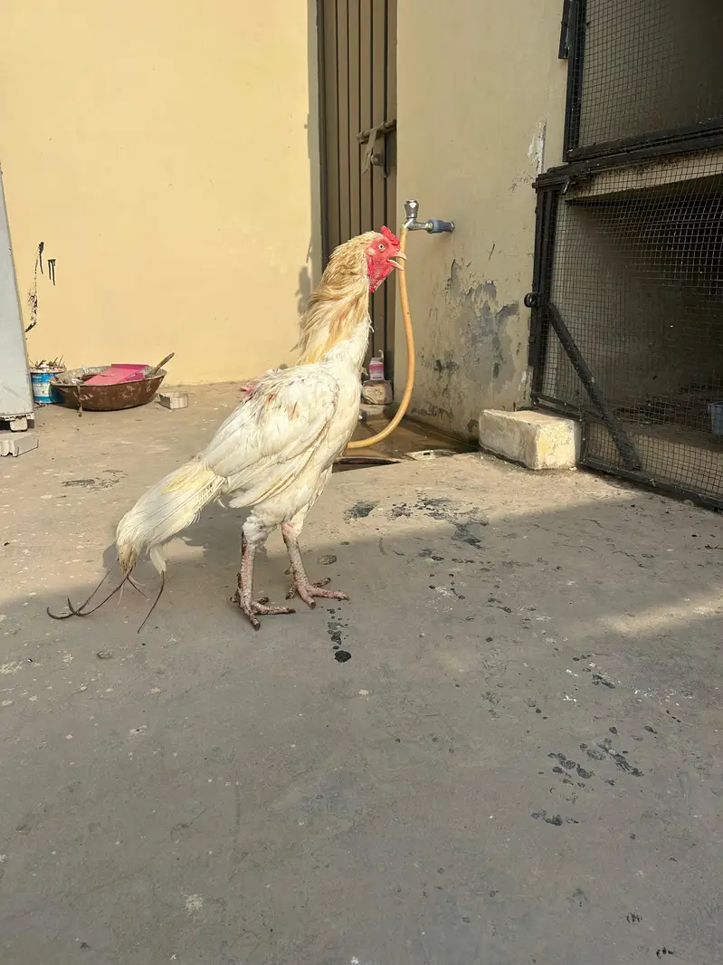 heera aseel murga — photo 5
