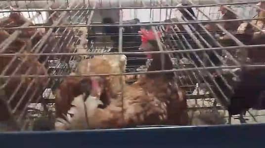 Misri chicken for sale